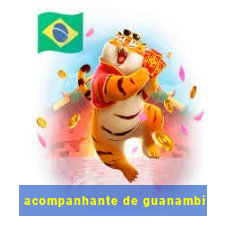 acompanhante de guanambi